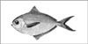 Butter Fish
