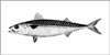 Mackerel