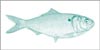 Menhaden