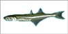 Spearing